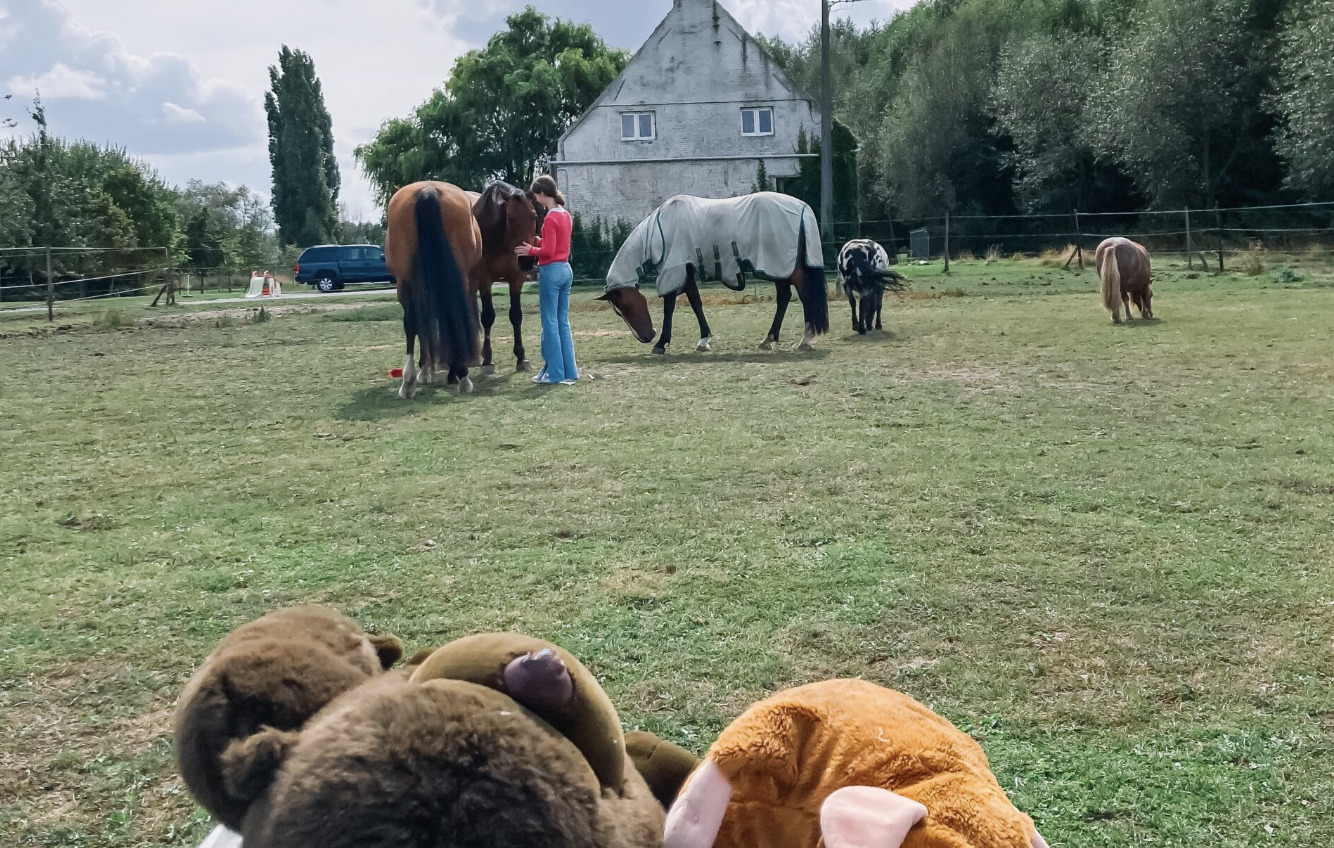 angst-begeleiding-paarden