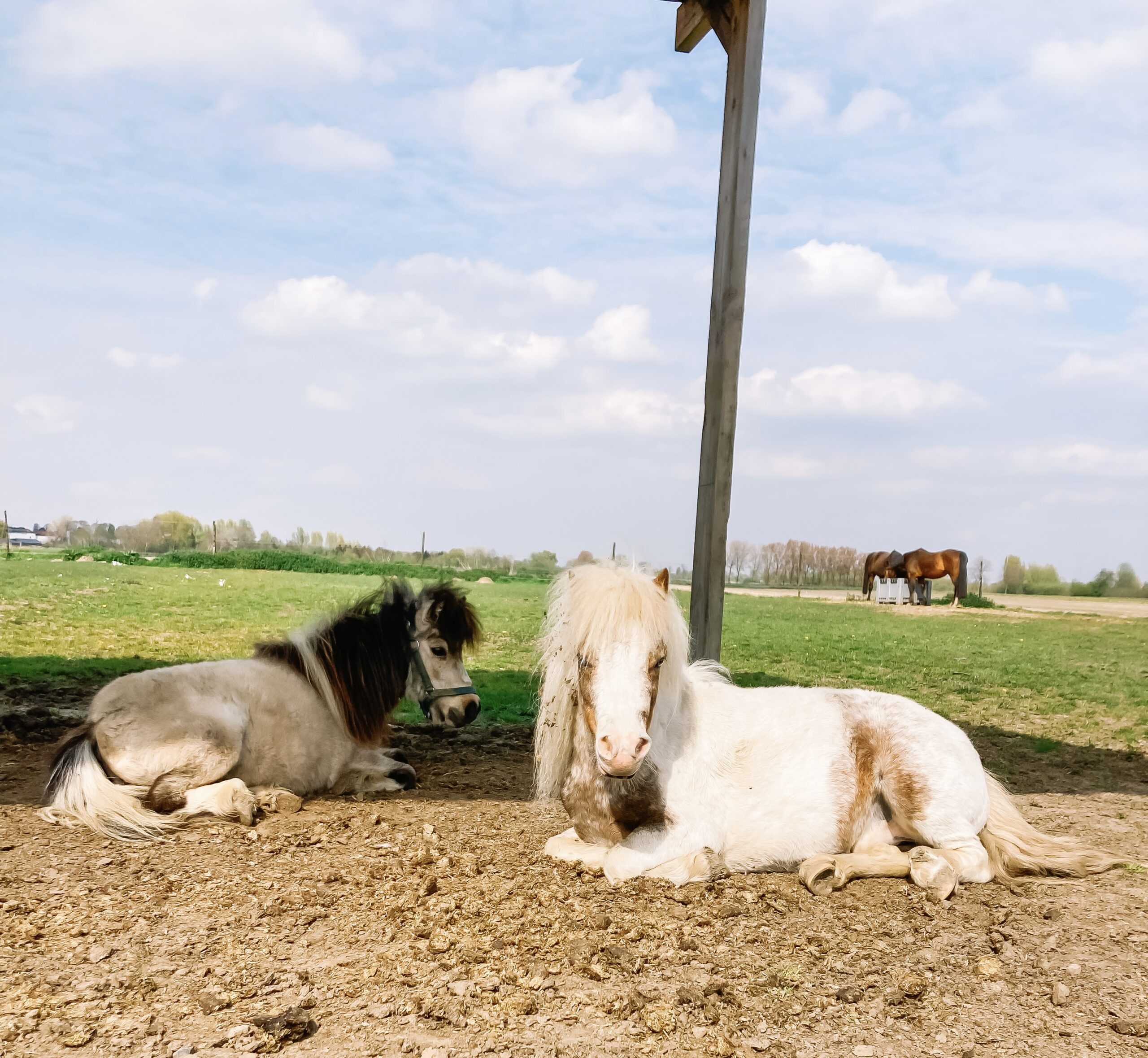 REmy paarden coachhoeve