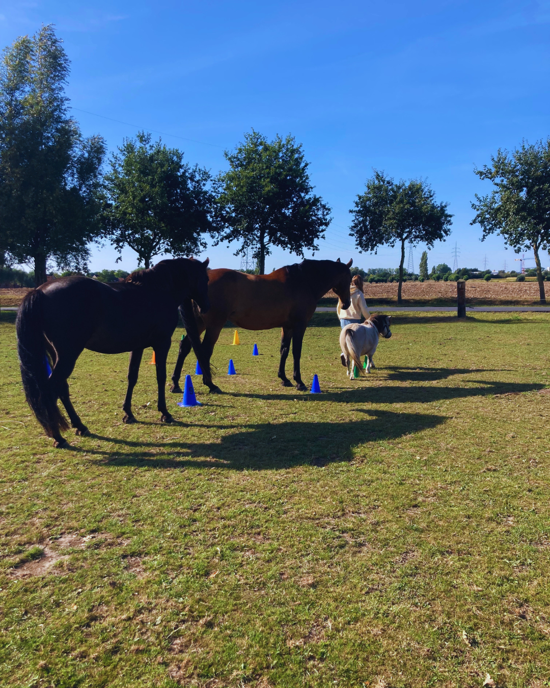 de kracht van paarden en de natuur