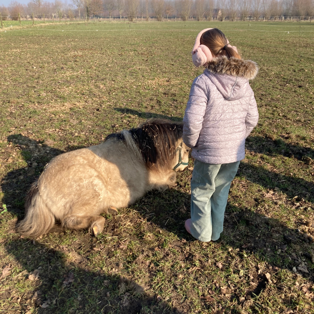 Bij de paarden kan jouw kind gewoon zichzelf zijn. Paarden oordelen niet en reageren niet op wat jouw kind zegt, zoals “het gaat goed”, maar op wat zij daadwerkelijk voelt. Samen leren, spelen en onderzoeken ze hoe ADHD in ons lichaam werkt.

Je ziet pony 

Tinkel rustig liggen terwijl het meisje erbij staat. Deze ervaring helpt het meisje om in zichzelf te geloven en te begrijpen dat ze ook rustig kan zijn.