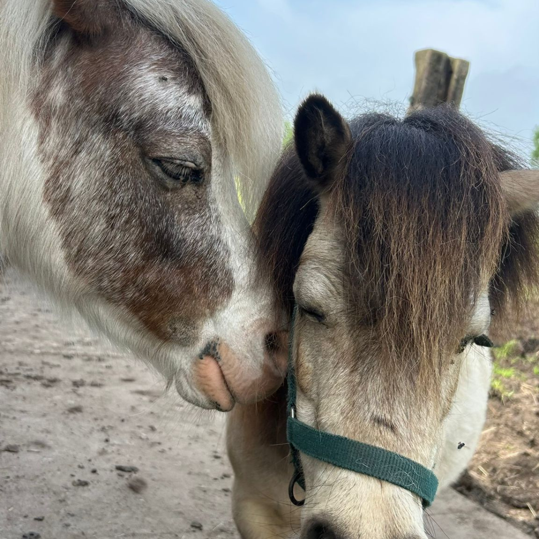 Paarden kijken niet naar wat je moet kunnen; ze voelen wat er nu in je lijf gebeurt.