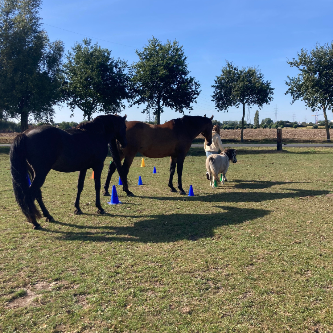 hoe paarden adhd tot rust brengen