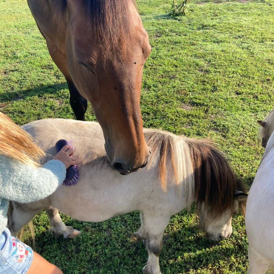 ontmoet de paarden van de coachhoeve