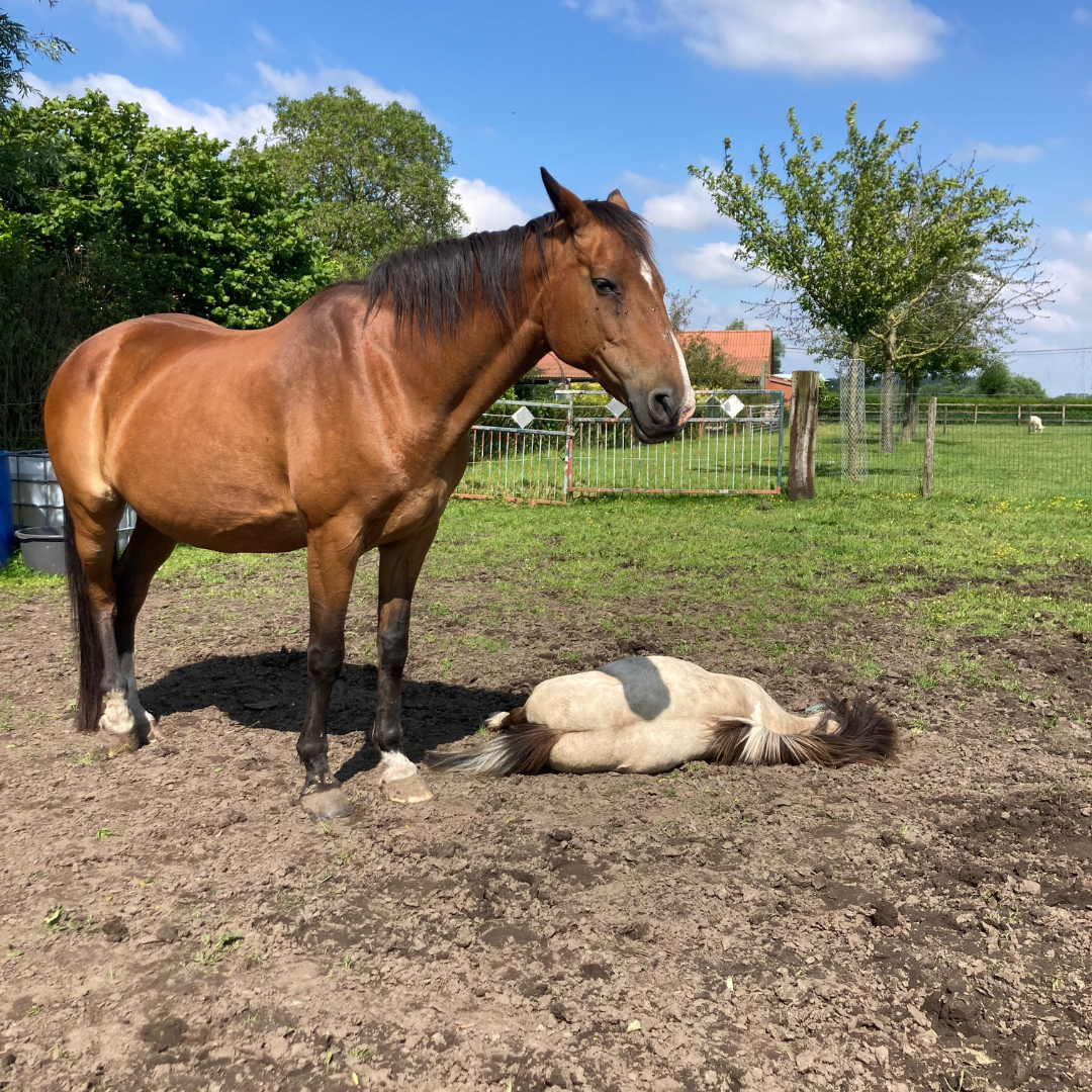 ontmoet de paarden van de coachhoeve te  Ursel