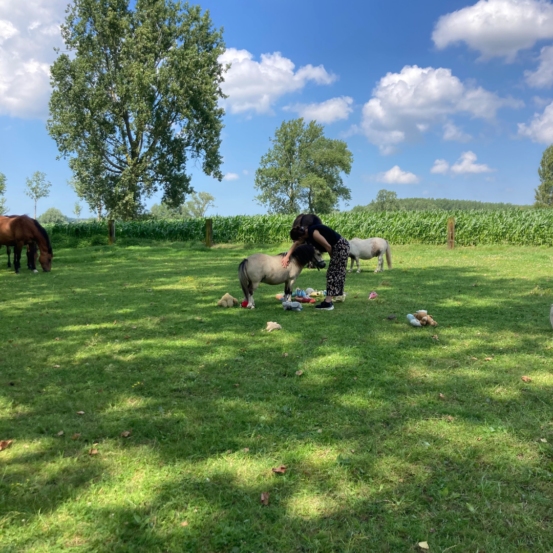 ontmoet de paarden van de coachhoeve
