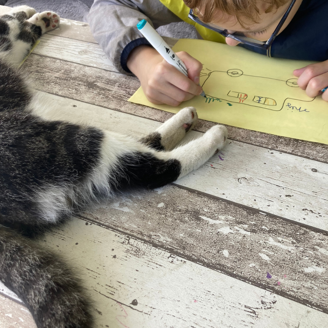 Kind met ADHD bouwt stap voor stap meer zelfvertrouwen op tijdens begeleiding met paarden en natuur bij Coachhoeve.
