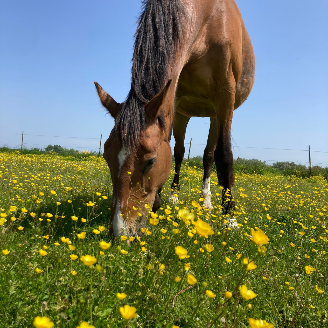 Paard in de natuur tijdens paardencoaching voor kinderen met ADHD en ASS