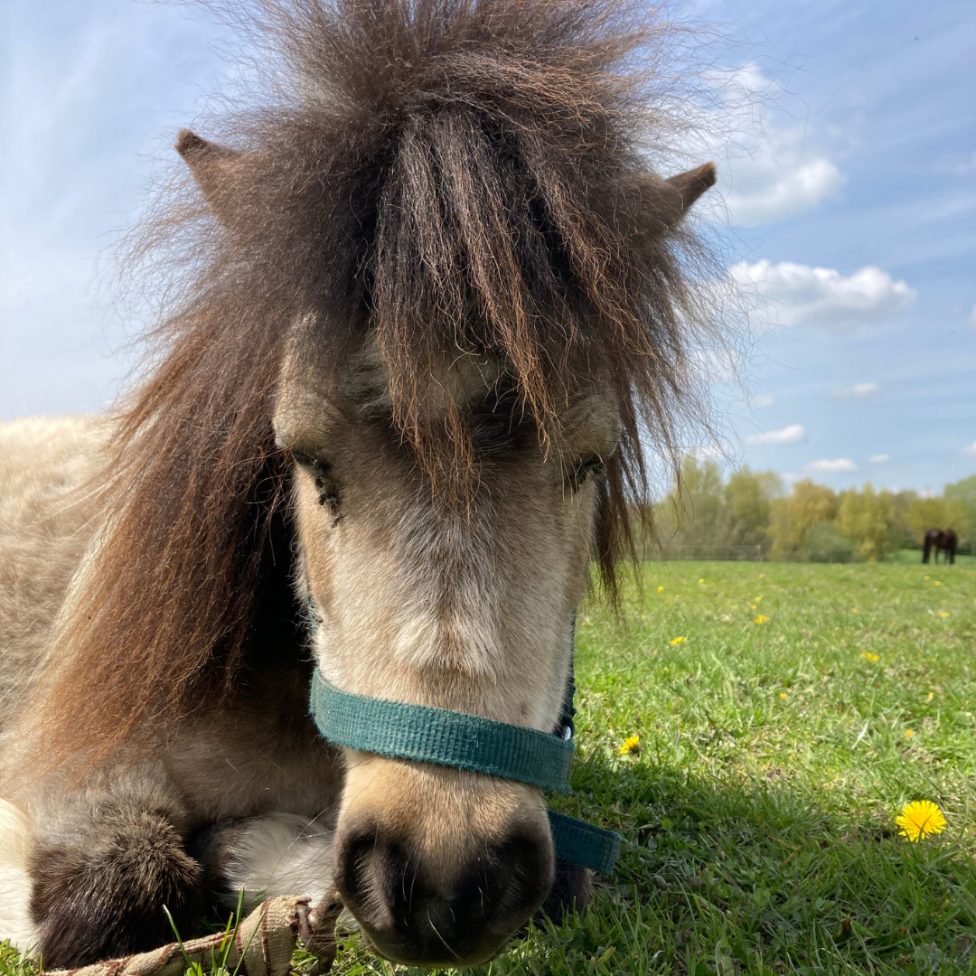 Paardencoaching helpt kinderen met ADHD en ASS spanning voelen en rust vinden